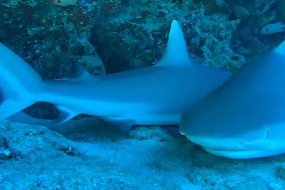 Descoberta mostra que esses tubarões não precisam se manter em movimento