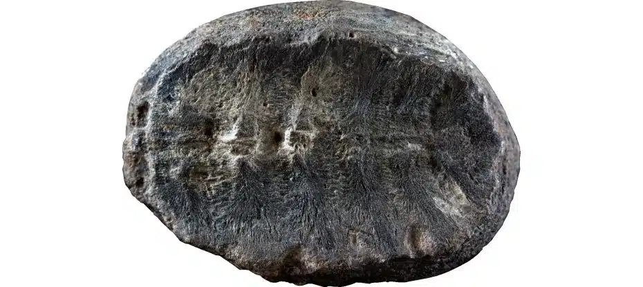 A verdadeira identidade do fóssil misterioso de 132 milhões de anos é finalmente revelada