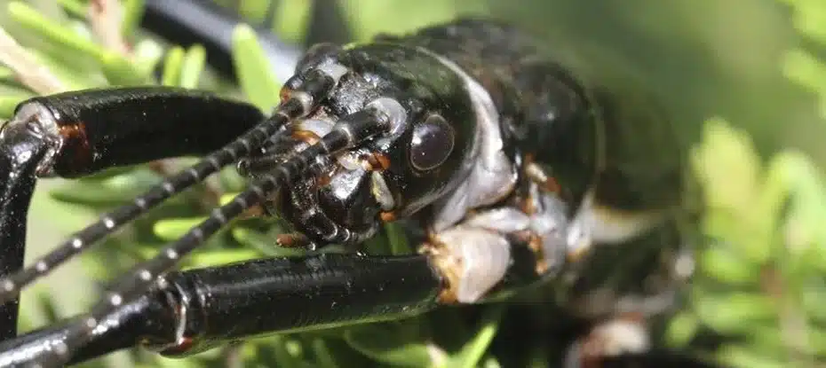 Veja o ‘inseto mais raro’ após quase ser extinto