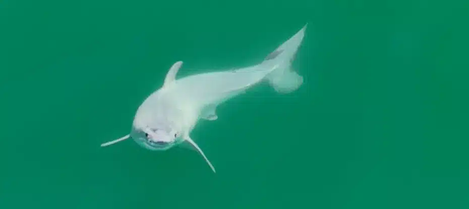 A primeira filmagem de um grande tubarão branco recém-nascido deixou os cientistas em frenesi