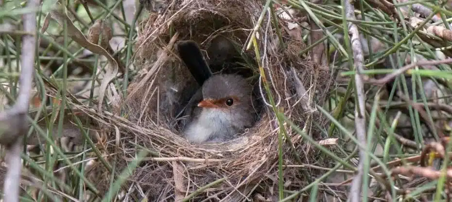 Em uma descoberta incrível, aves ensinam seus bebês a cantar antes de nascerem