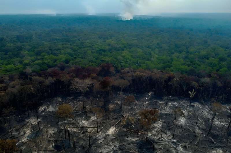 Desmatamento na Amazônia caiu pela metade em 2023