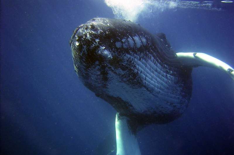 Cientistas descobrem baleias jubarte cantando durante o dia. Escute