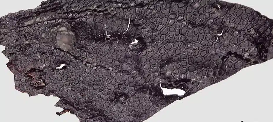 Esta minúscula textura na rocha é o fóssil de pele mais antigo conhecido. Tem 290 milhões de anos.