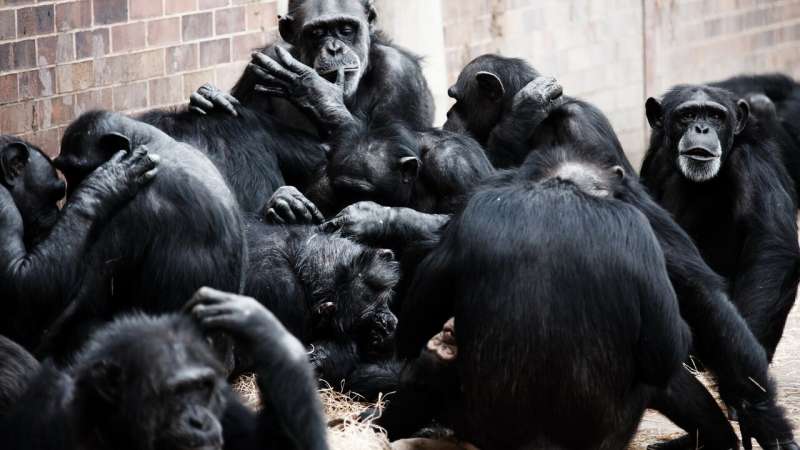Os macacos têm humor? Estudo mostra que grandes primatas provocam uns aos outros de brincadeira