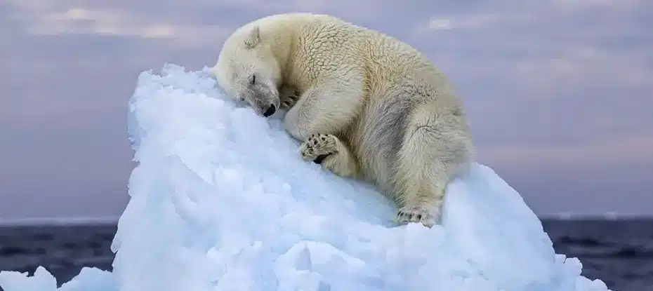 A emocionante foto premiada do urso polar vulnerável é emocionante