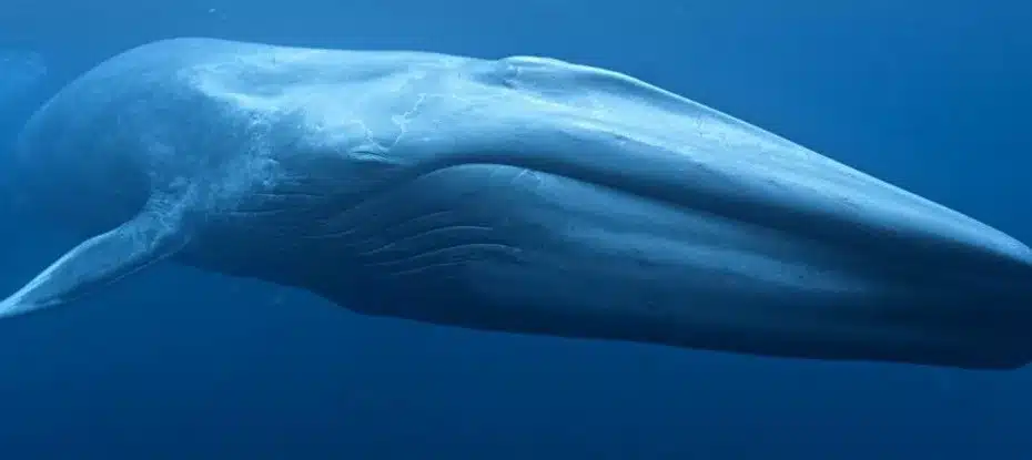 Descoberta surpresa mostra que baleias azuis estão acasalando com outra espécie