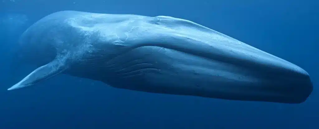 Descoberta surpresa mostra que baleias azuis estão acasalando com outra espécie