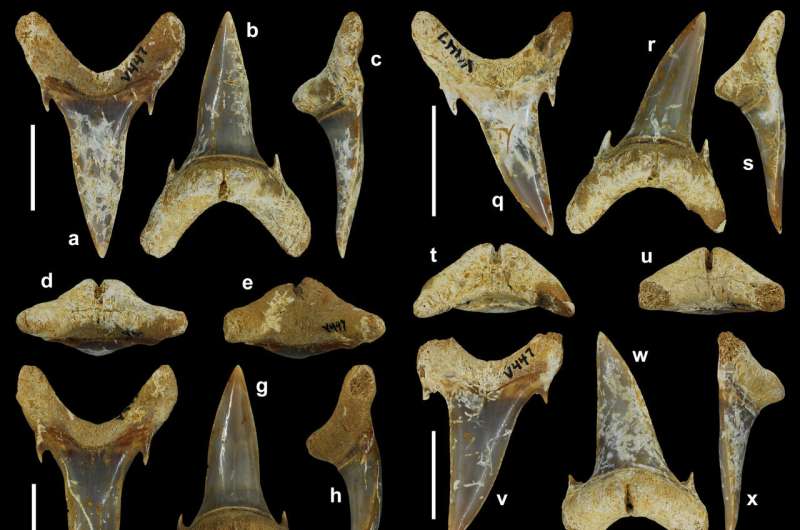 Fóssil de espécie de tubarão desconhecido de 65 milhões de anos descoberta no Alabama
