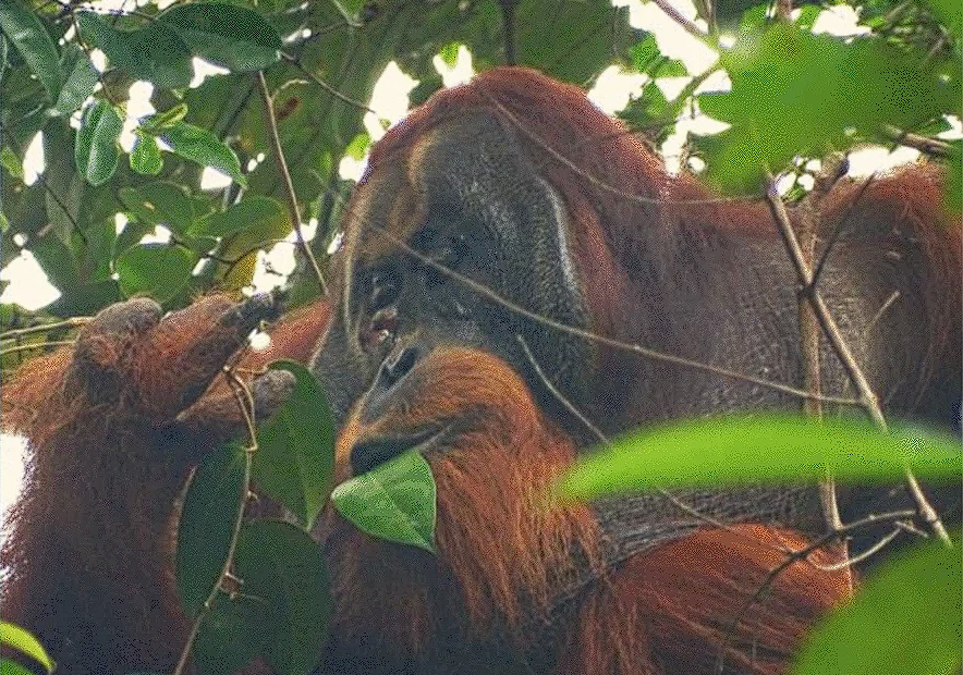 orangotango usando planta medicinal