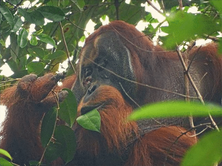 orangotango usando planta medicinal