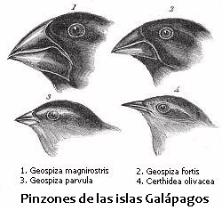 Tentilhões das ilhas Galápagos